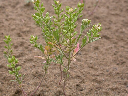 Desert madwort: The glabrous fruits are distinctive, and the habitat is variable from roadside to sagebrush steppe with high native cover and from sandy to clayey soils.