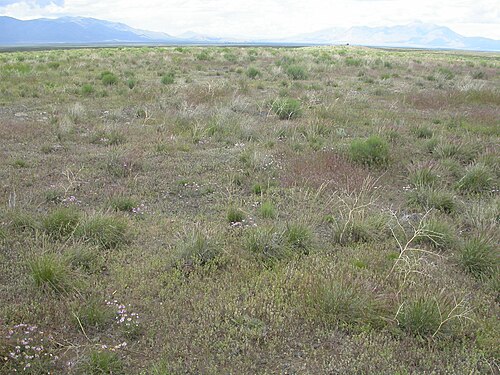 Desert madwort: Alyssum desertorum abundant in a recently burned and bull-dozed area but co-occurring with many native plant species