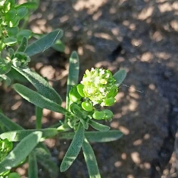 Desert madwort (Alyssum turkestanicum)