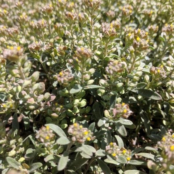 Desert madwort (Alyssum turkestanicum)