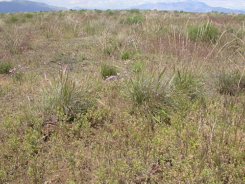 Desert madwort: Alyssum desertorum with Bromus tectorum (the purple haze) but also with native grasses such as Poa secunda and Elymus elymoides and native herbs such as Erigero