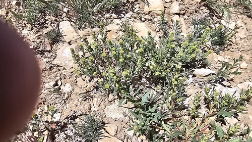 Desert madwort (Alyssum turkestanicum)