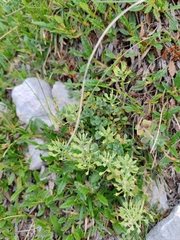 Alyssum wulfenianum (Alyssum wulfenianum)