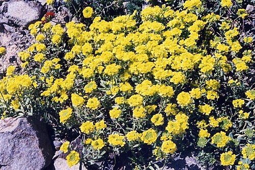 Alyssum wulfenianum: Alyssum wulfenianum