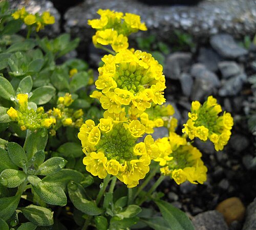 Alyssum wulfenianum: Alyssum wulfenianum