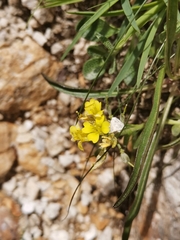 Alyssum wulfenianum (Alyssum wulfenianum)