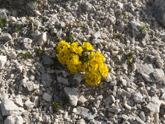 Alyssum wulfenianum (Alyssum wulfenianum)