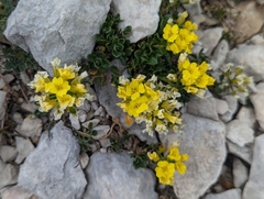Alyssum wulfenianum (Alyssum wulfenianum)