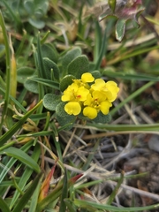Alyssum wulfenianum (Alyssum wulfenianum)
