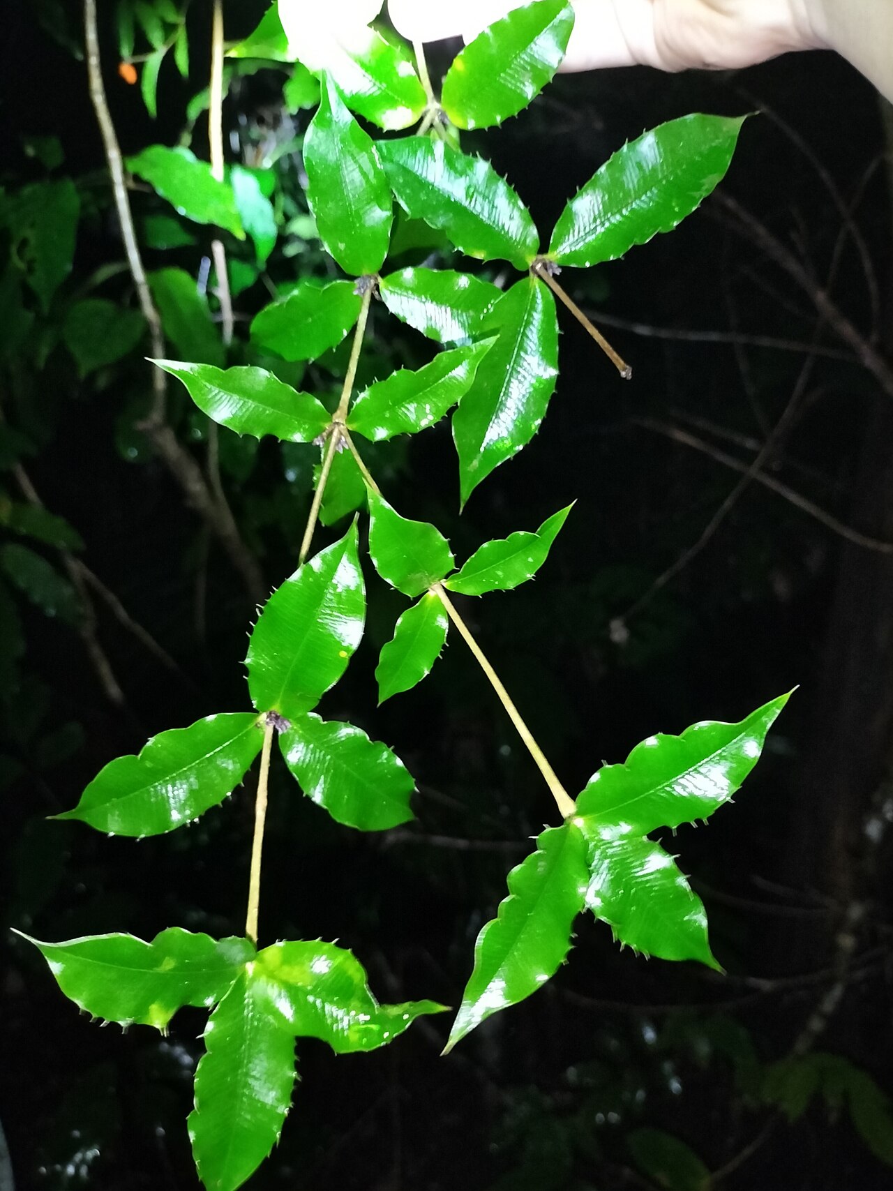 Chain fruit: Alyxia ilicifolia in Australia