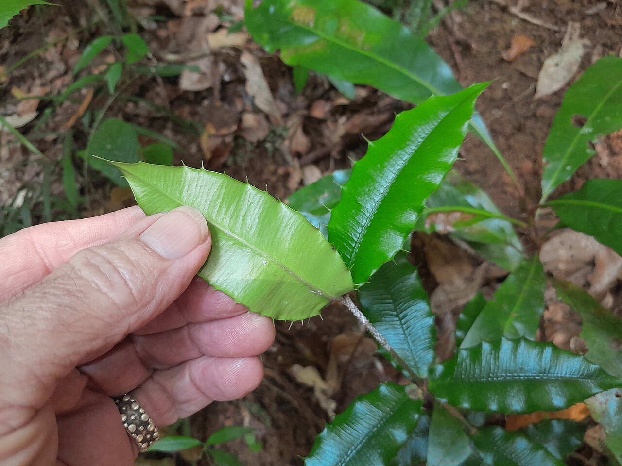 Chain fruit: Alyxia ilicifolia growing beside Lake Barrine, Queensland