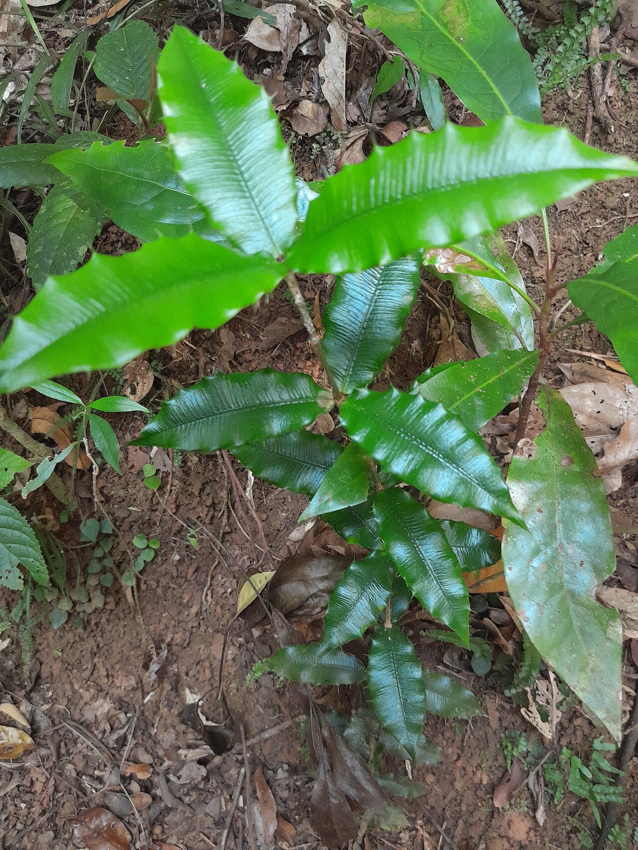 Chain fruit: Alyxia ilicifolia growing beside Lake Barrine, Queensland