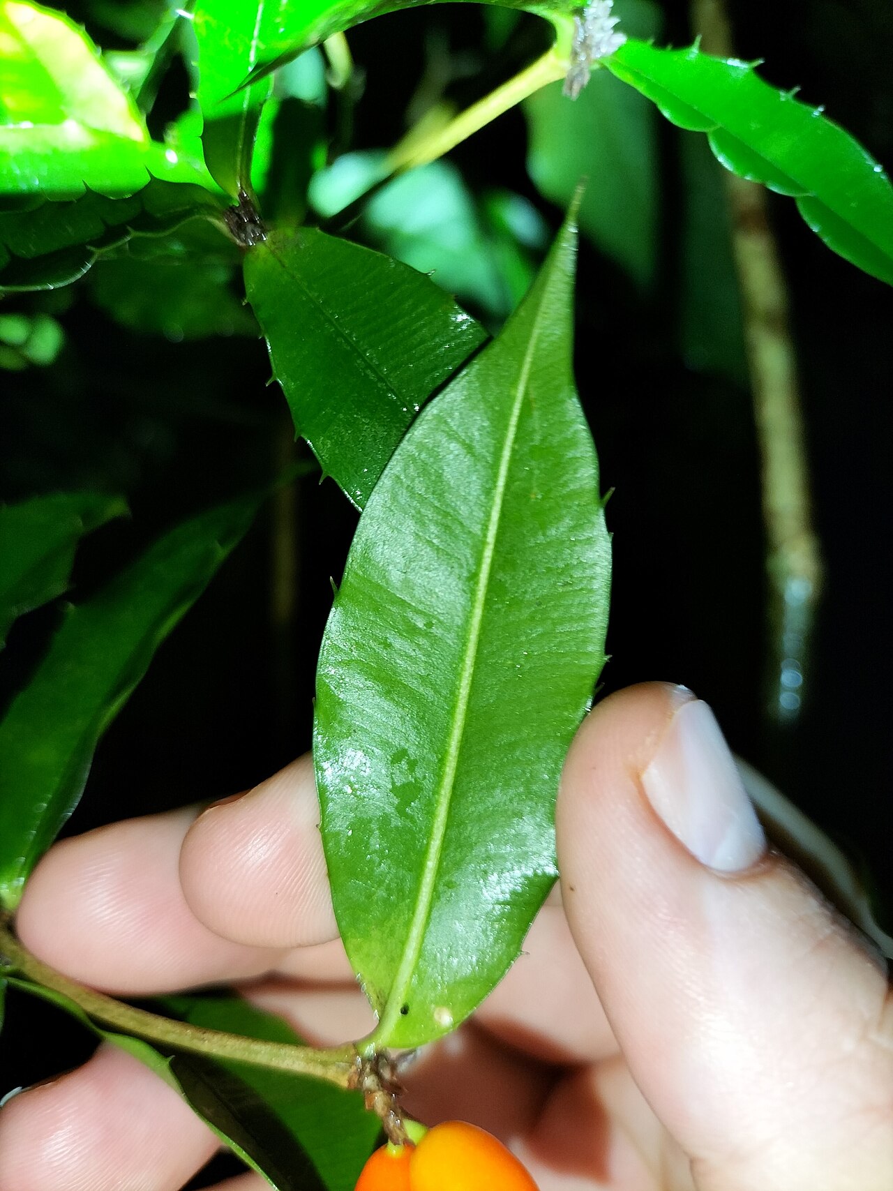Chain fruit: Alyxia ilicifolia in Australia