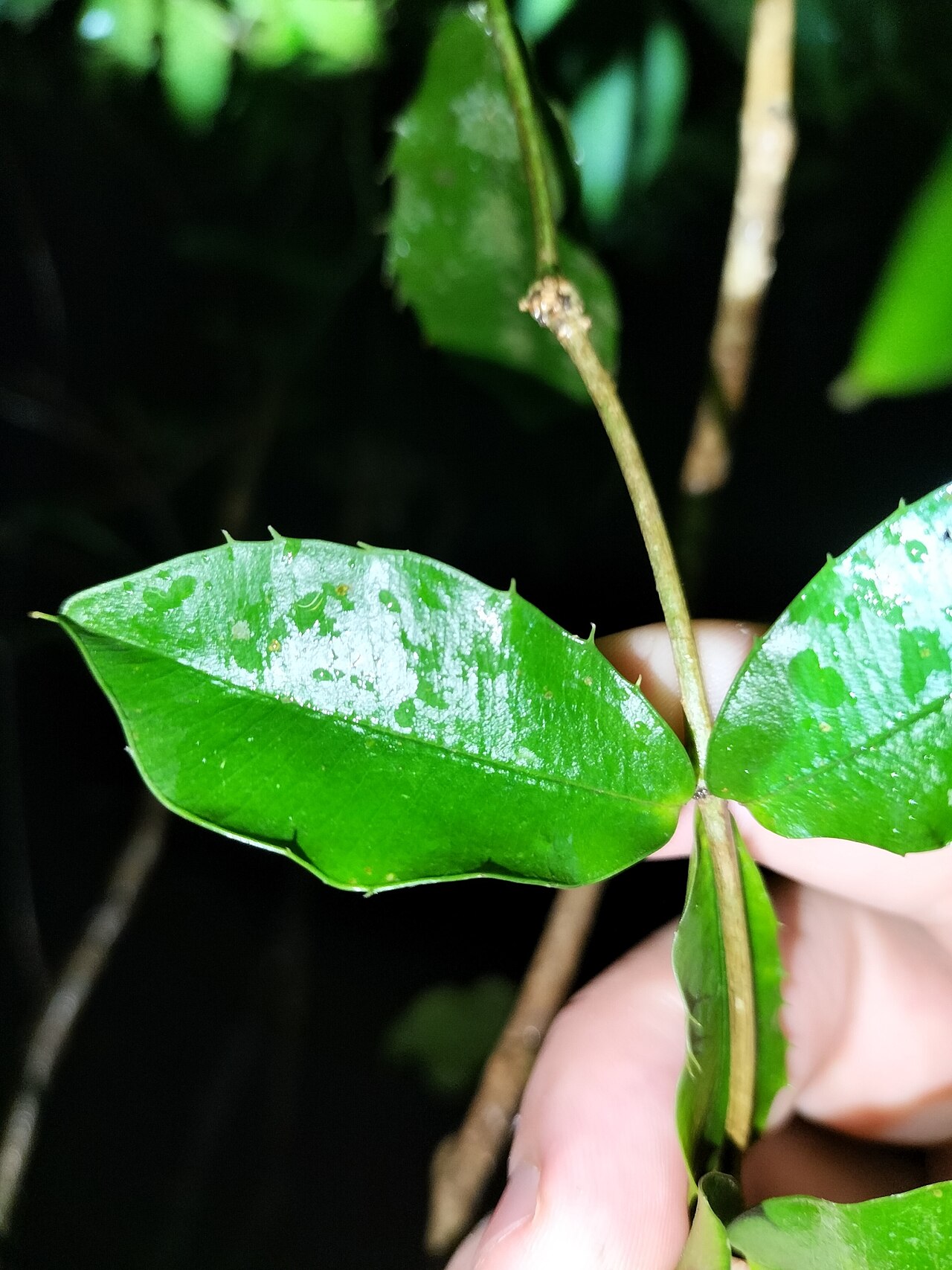 Chain fruit: Alyxia ilicifolia in Australia