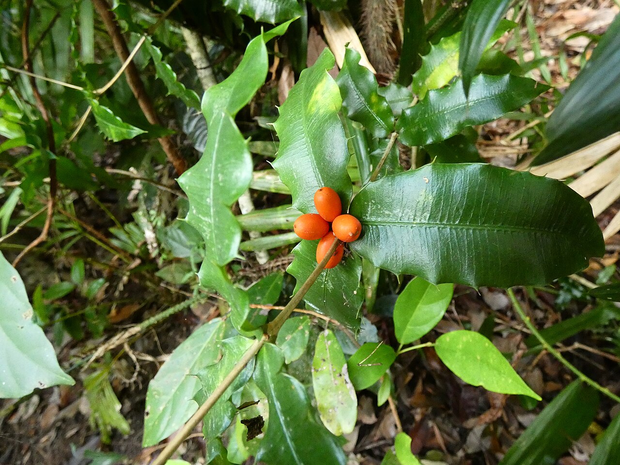 Chain fruit: Alyxia ilicifolia in dense rainforest at Lake Barrine on the Atherton Tableland, Queensland