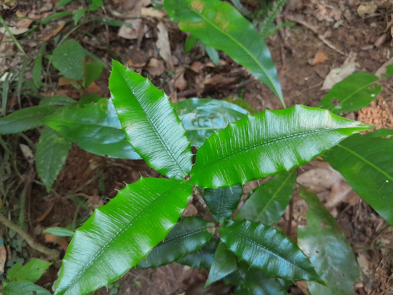 Chain fruit: Alyxia ilicifolia growing beside Lake Barrine, Queensland