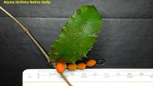 Chain fruit: Alyxia ilicifolia in Australia