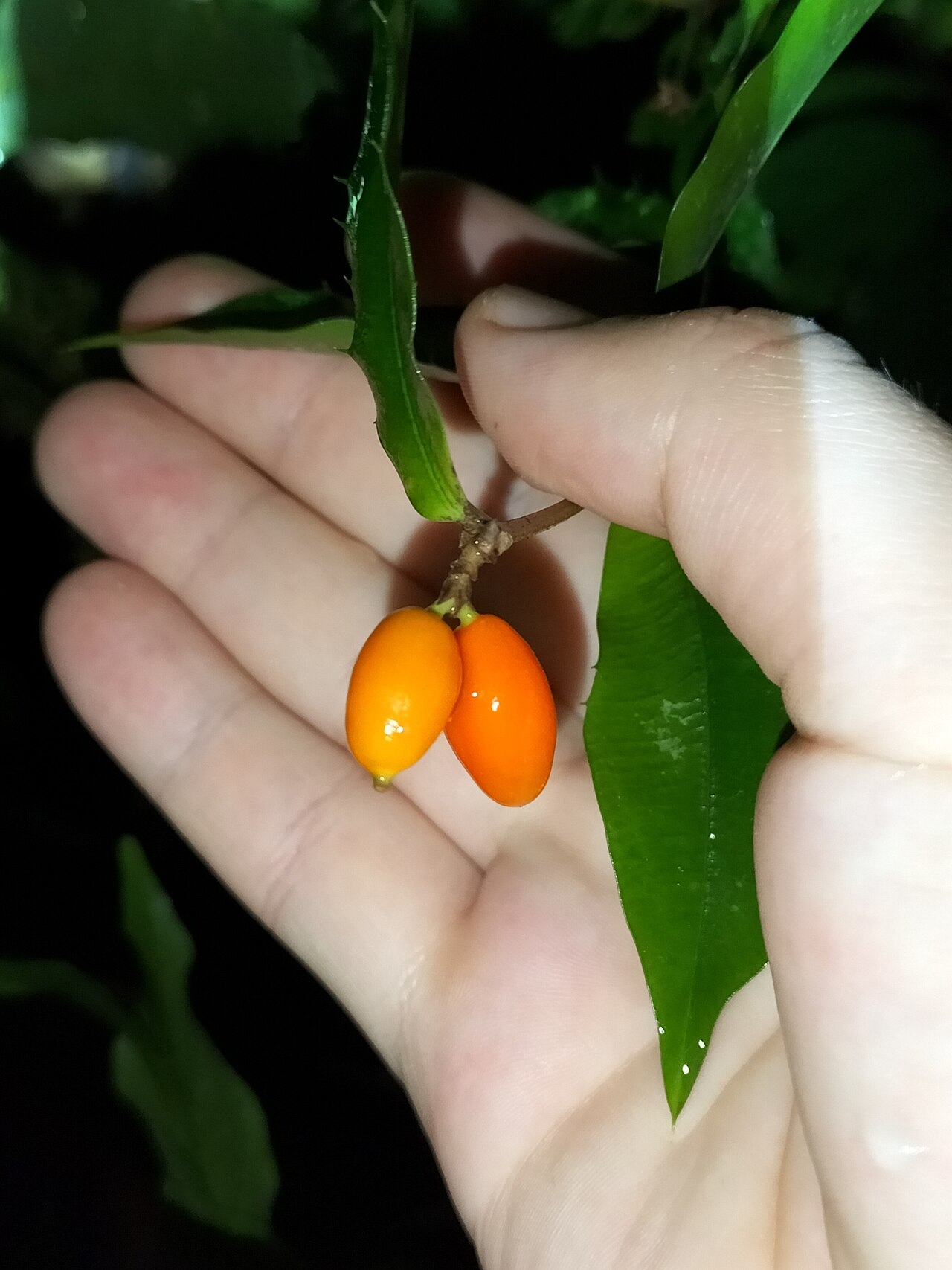 Chain fruit: Alyxia ilicifolia in Australia
