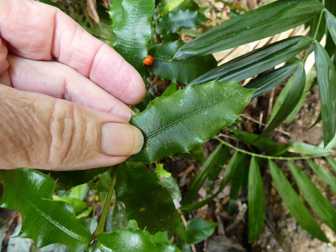 Chain fruit: Alyxia ilicifolia in dense rainforest at Lake Barrine on the Atherton Tableland, Queensland