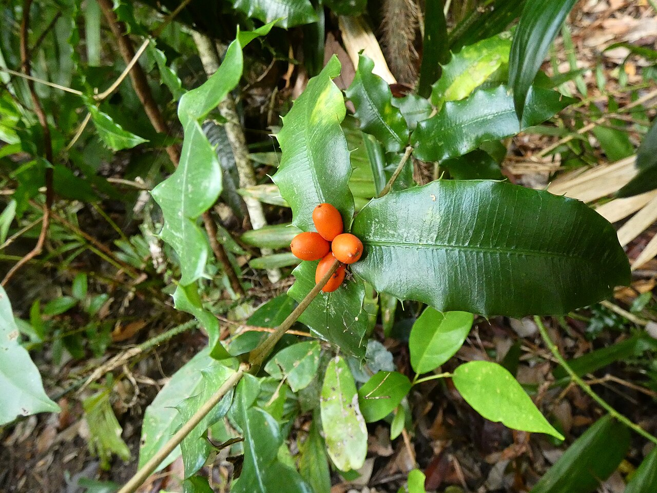 Chain fruit: Alyxia ilicifolia in dense rainforest at Lake Barrine on the Atherton Tableland, Queensland