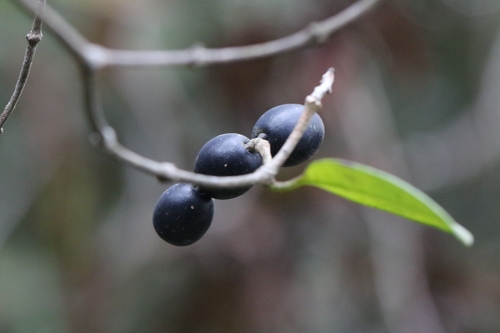 Alyxia sinensis (Alyxia sinensis)