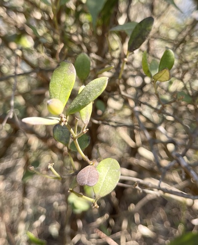 Alyxia sinensis (Alyxia sinensis)