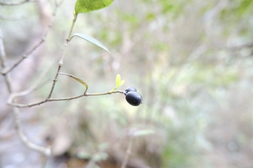 Alyxia sinensis (Alyxia sinensis)