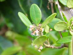 Alyxia sinensis (Alyxia sinensis)