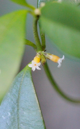 Alyxia sinensis (Alyxia sinensis)