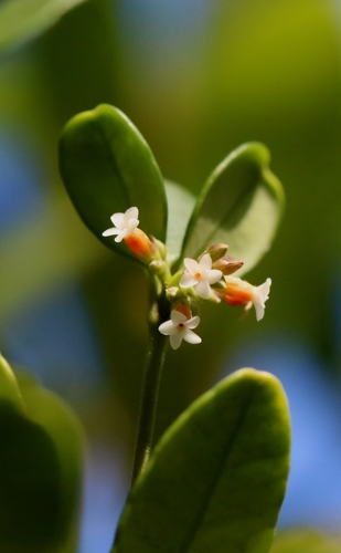 Alyxia sinensis (Alyxia sinensis)