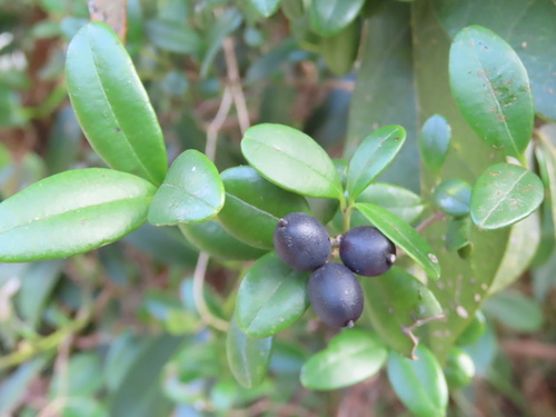 Alyxia sinensis (Alyxia sinensis)