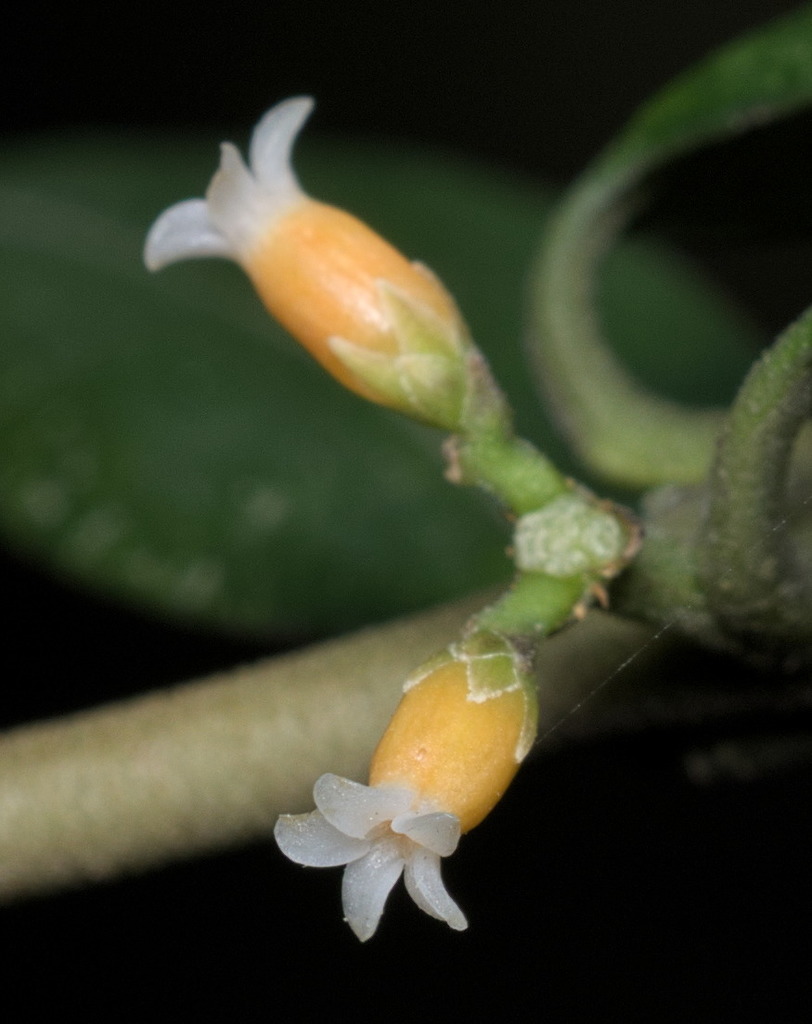 Alyxia sinensis (Alyxia sinensis)