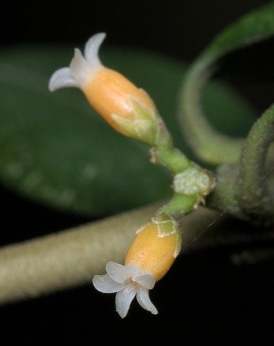 Alyxia sinensis (Alyxia sinensis)