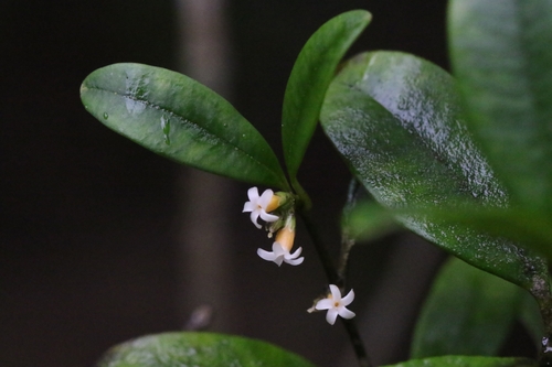 Alyxia sinensis (Alyxia sinensis)