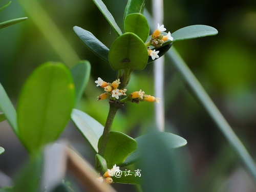 Alyxia sinensis (Alyxia sinensis)