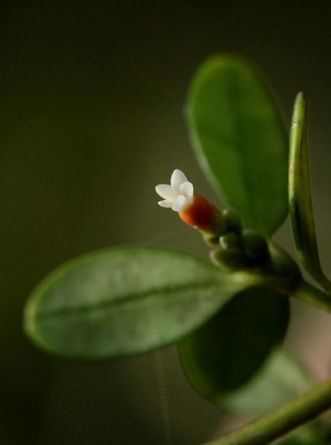 Alyxia sinensis (Alyxia sinensis)