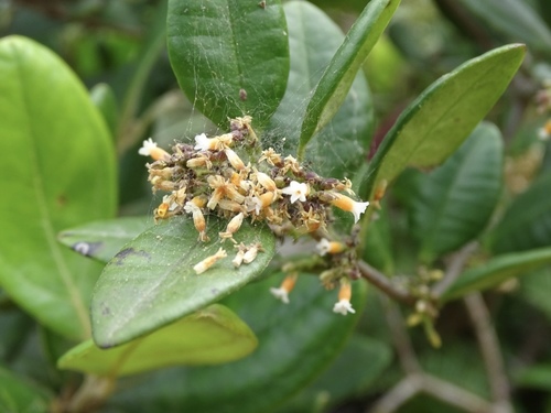 Alyxia sinensis (Alyxia sinensis)