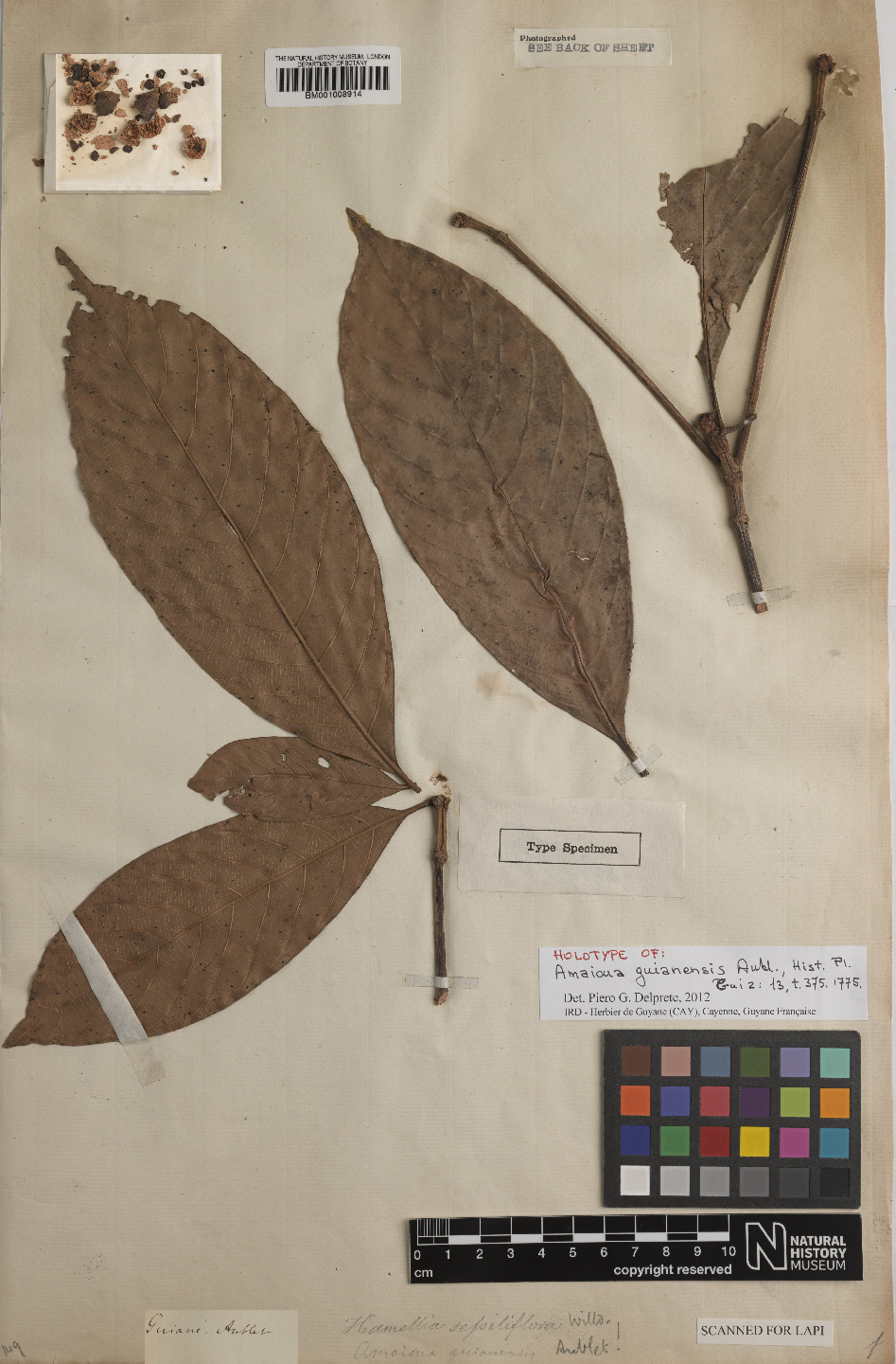 Amaioua guianensis: Amaioua guianensis Aubl. - herbier collecté par Aublet en Guyane, conservé au British Museum BM001008914