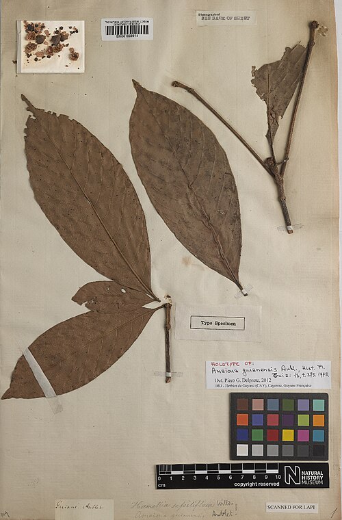 Amaioua guianensis: Amaioua guianensis Aubl. - herbier collecté par Aublet en Guyane, conservé au British Museum BM001008914