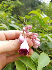 Amalocalyx microlobus (Amalocalyx microlobus)