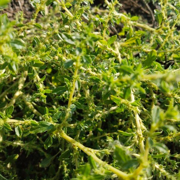 Prostrate pigweed (Amaranthus albus)