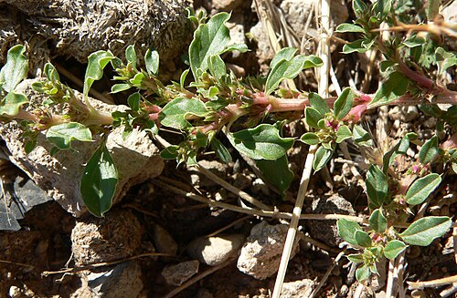 Prostrate pigweed: Amaranthus albus in open area east of the Bonanza Camp road, south of the Cold Creek community, Spring Mountains, southern Nevada (elev. about 1950 m); note tha