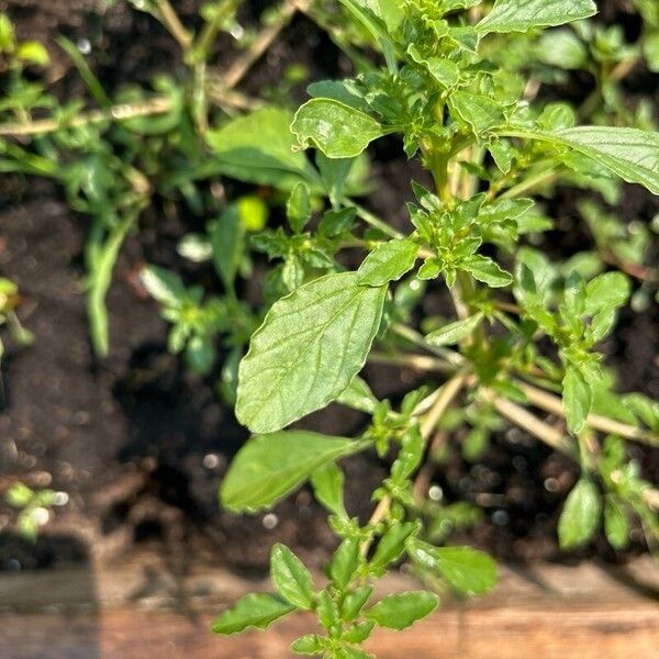 Prostrate pigweed (Amaranthus albus)