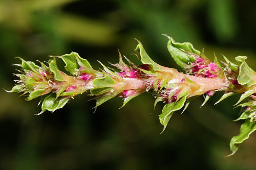 Prostrate pigweed (Amaranthus albus)