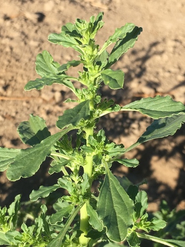 Prostrate pigweed (Amaranthus albus)