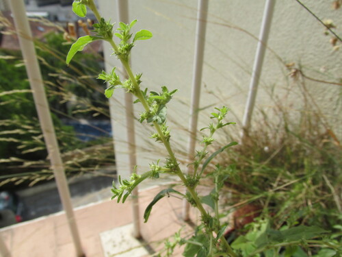 Prostrate pigweed (Amaranthus albus)