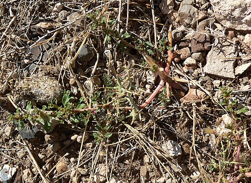 Prostrate pigweed: Amaranthus albus in open area east of the Bonanza Camp road, south of the Cold Creek community, Spring Mountains, southern Nevada (elev. about 1950 m); note tha