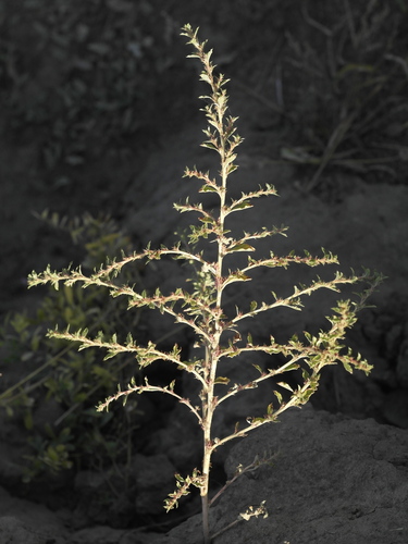 Prostrate pigweed (Amaranthus albus)