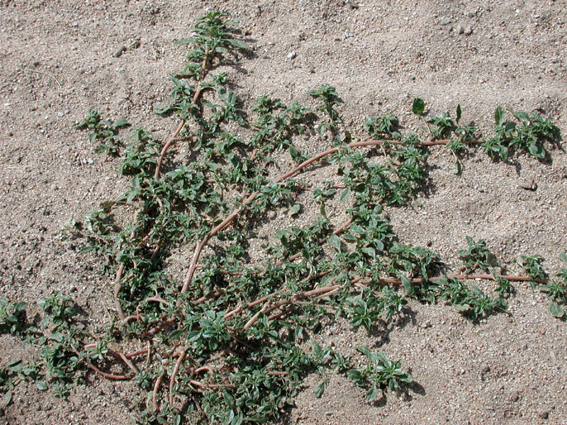 Prostrate pigweed: Amaranthus albus L., Prostrate Pigweed. Growing in desert wash, eastern Maricopa County, Arizona, USA. syn: A. graecizans L.