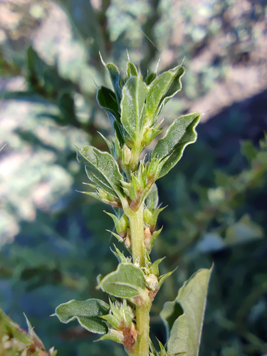 Prostrate pigweed (Amaranthus albus)